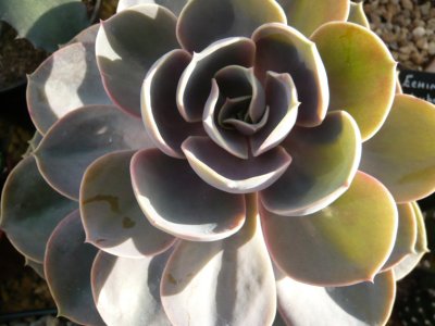 Echeveria 'Perle von Nurnberg'