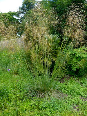 Stipa Gigantea