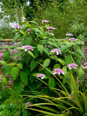 Hydrangea aspera 'Macrophylla'