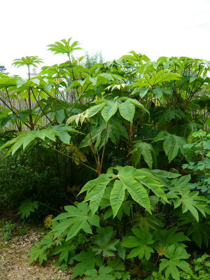 Tetrapanax Papyrifera Rex