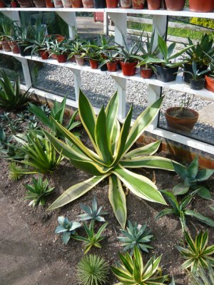 Agave cundinamarcensis variegata