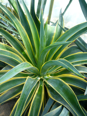 Agave desmetiana Marginata