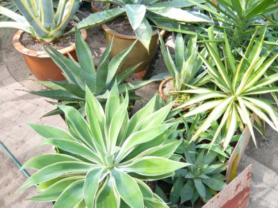 Agave Nursery (Nr Matlock)