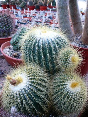 Abbey Brook Cactus Nursery (Matlock)