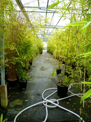 Whitelea Bamboo nursery (Nr Matlock)