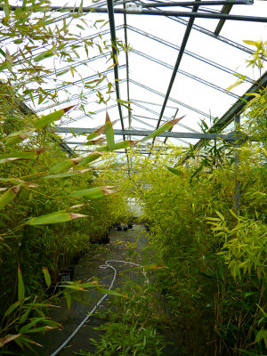 Whitelea Bamboo nursery (Nr Matlock)