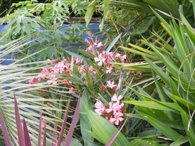 Manihot, Oleander 'Tito Poggi'