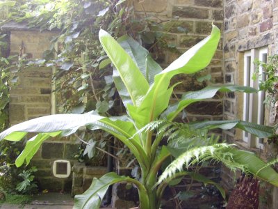  Ensete 2nd Year  STA41319.JPG