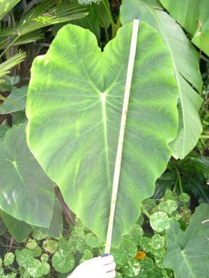 Wilkinsons 'Alocascia' (obviously not!)  30 leaf - how big did yours get?
