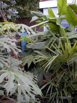 T Rex in hiding