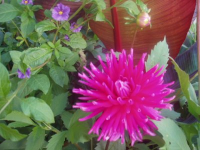 Dahlia Hillcrest Royal, Solanum rantonnettii and Ensete Maurelii