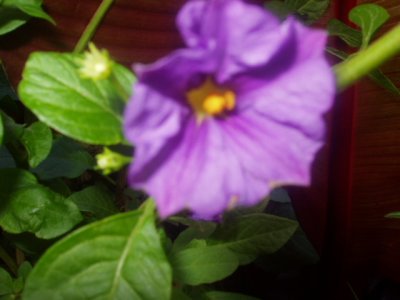 Solanum rantonnettii