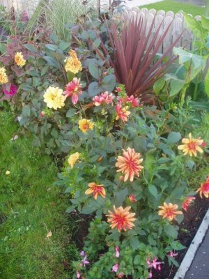 Dahlias Jescot Julie, David Howard and Cordyline Red Star