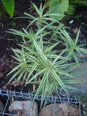 Carex phyllocephala 'Sparkler' 