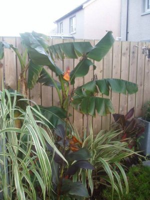 new_garden
