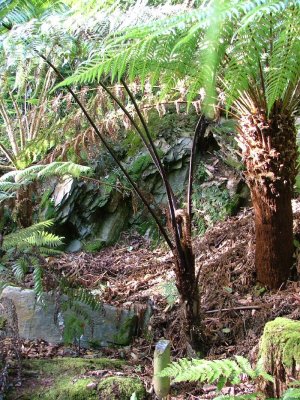 Cyathea Medullaris.JPG