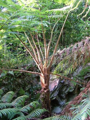 Cyathea Cooperi3.JPG