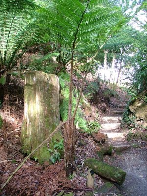 Cyathea Cooperi.JPG