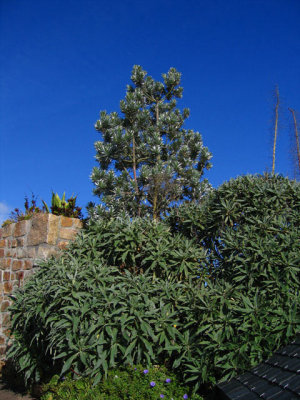 Leucadendron and Echium