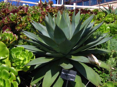 Pristine Agave