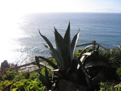 Agave and the atlantic