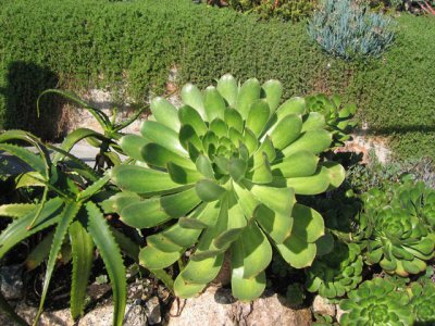 Big aeonium