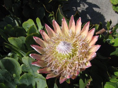 Protea cynaroides