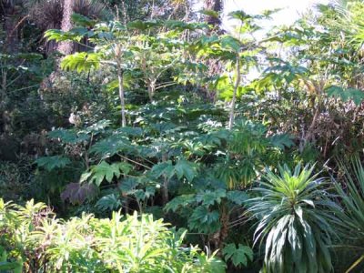 Tetrapanax.jpg