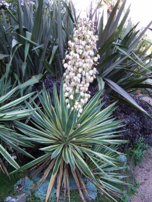 Yucca.jpg