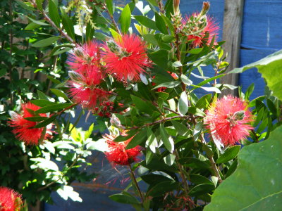 Callistemon