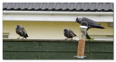 Adult Jackdaw with chicks