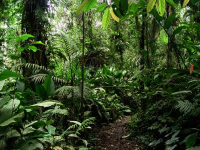 Taman Nasional Halimun