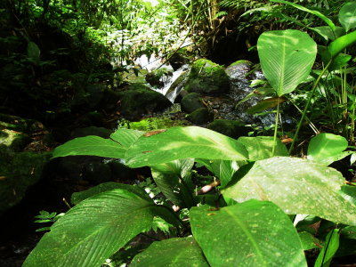 Taman Nasional Halimun