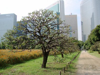 Hama-Rikyu Garden in summer