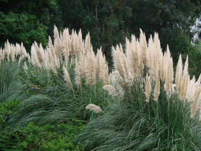Yomenoshima Tropical Garden