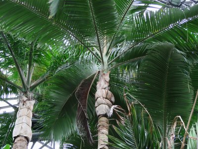 Yomenoshima Tropical Garden