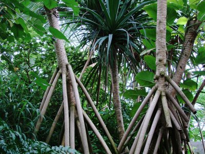 Yomenoshima Tropical Garden