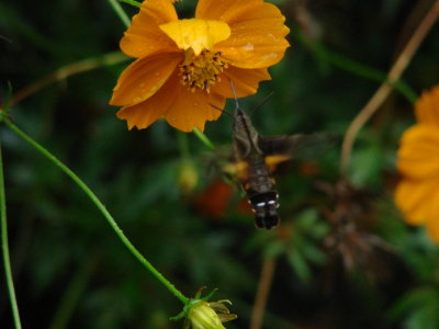 Yomenoshima Tropical Garden