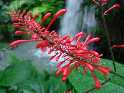 Yomenoshima Tropical Garden