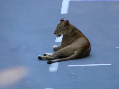 A Lionesse sitting in the Tokyo busy road ?