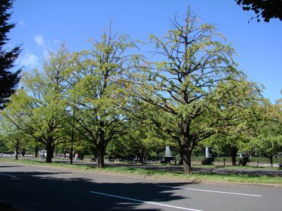 Chiyoda-ku