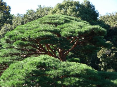 Rikugien Garden