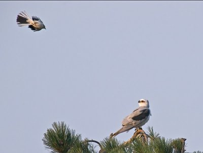 Mockingbird and Kite _7077636.jpg