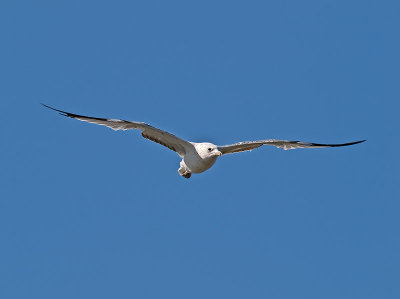 Juvenile Western Gull _7188235.jpg