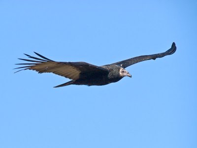 Juvenile Turkey Vulture _7268465.jpg