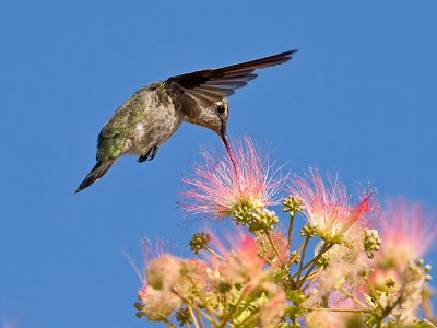 Annas Hummingbird _7318837-2.jpg