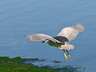 Black-crowned Night Heron _8069040.jpg