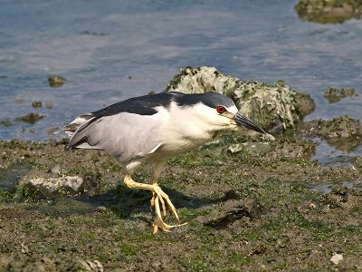 Black-crowned Night Heron _8069141.jpg