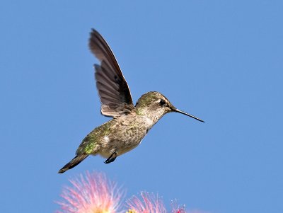 Anna's Hummingbird _7318843.jpg