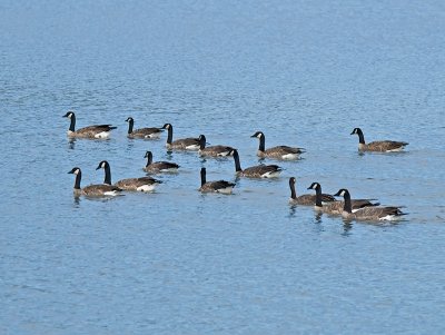 Canada Geese _8069159.jpg